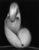 WESTON Edward Shell WESTON Edward Shell