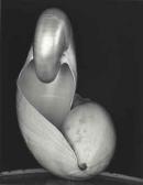 WESTON Edward Shell WESTON Edward Shell