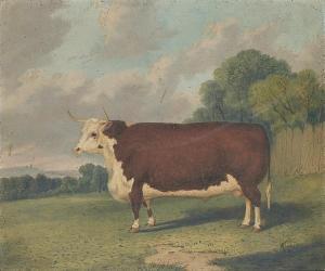 prize cow