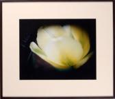 WIDES Susan Angel,
Botanical Series WIDES Susan Angel,
Botanical Series