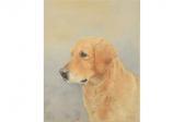 WILLIAMS GEOFFREY Head Of A Golden Retriever WILLIAMS GEOFFREY Head Of A Golden Retriever