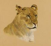 WILLIAMS J. Portrait Of A Lion Head WILLIAMS J. Portrait Of A Lion Head