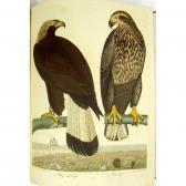 WILSON Alexander American Ornithology; Or, The Natural History Of The Birds Of The United States WILSON Alexander American Ornithology; Or, The Natural History Of The Birds Of The United States