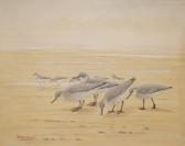 WOLFE-MURRAY David Knightley Knot Feeding On A Shore WOLFE-MURRAY David Knightley Knot Feeding On A Shore