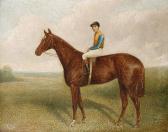 WOMBILL Sydney R. Pretty Polly With Jockey Up WOMBILL Sydney R. Pretty Polly With Jockey Up