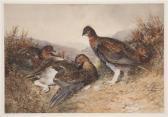 WOODHOUSE William Arnold English Grouse WOODHOUSE William Arnold English Grouse