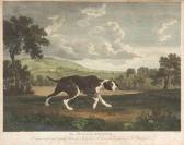 WOOLLETT William The Spanish Pointer WOOLLETT William The Spanish Pointer