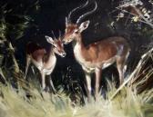 WOOTTON Frank Study Of Gazelles WOOTTON Frank Study Of Gazelles