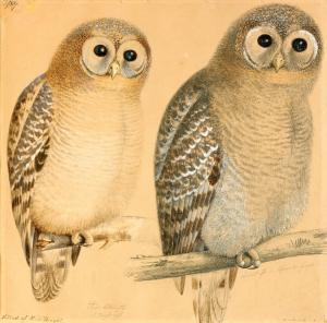 Magnus Von Wright - Strix Liturata I Ungdrägt