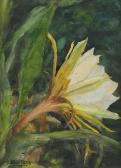 YENS Karl H. Epihyllum, The Flower Of Twenty Four Hours YENS Karl H. Epihyllum, The Flower Of Twenty Four Hours