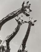 YLLA Trois Girafes YLLA Trois Girafes