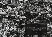 ZAHORNICKY Robert Cleyera Japonica ZAHORNICKY Robert Cleyera Japonica