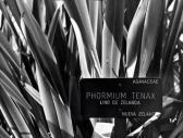 ZAHORNICKY Robert Phormium Tenax ZAHORNICKY Robert Phormium Tenax