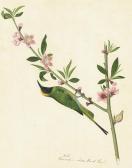ZAYN AL-DIN A Golden Fronted Leafbird Perched On The Branch Of A Peach Tree ZAYN AL-DIN A Golden Fronted Leafbird Perched On The Branch Of A Peach Tree