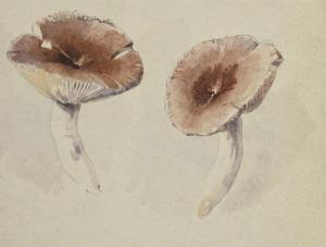 ABBEMA Louise 1858-1927,Étude de champignons,Etienne de Baecque FR 2023-06-30