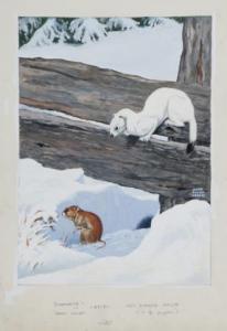 ABBOTT Jacob Bates 1895-1950,"Bonaparte's or short-tailed weasel and red-backed,Quinn's 2012-06-09