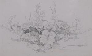 ABBOTT John White 1763-1851,Plant Study,Burstow and Hewett GB 2024-02-29