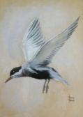 ABRAM Ronald 1938-1999,studyof a seagull,Serrell Philip GB 2009-07-09