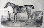 ADAM Victor Jean 1801-1866,Cheval en pieds au Paddock,Millon & Associés FR 2009-01-24