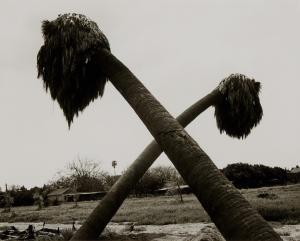 ADAMS Robert 1937,Dead Palms, Partially Uprooted, Ontario, Calif.,1983,Sotheby's GB 2024-04-10