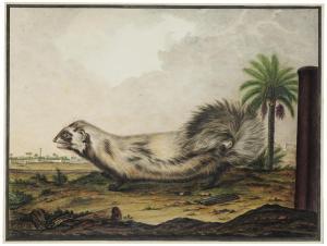 ADANSON Jean Baptiste,An African striped weasel (Poecilogale albinucha),Christie's 2019-11-27