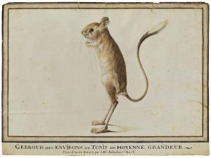ADANSON Jean Baptiste 1732-1804,Gerboise,Christie's GB 2018-03-21