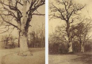 AGUADO Olympe 1827-1894,Études d'arbres dans la forêt de Fontainebleau,c.1855,Sotheby's 2002-03-21