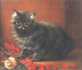 AINSLIE C.S 1800-1800,A Chinchilla Kitten,John Nicholson GB 2013-05-22