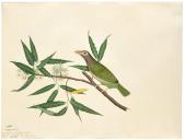 AL DIN SHEIK ZAYN,LINEATED BARBET (PSILOPOGON ZEYLANICUS),1778,Bonhams GB 2018-03-20