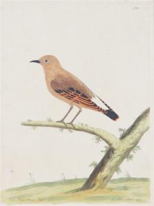 ALBIN Eleazar Weiss 1713-1759,Four English Ornithological Hand-Colored Engravi,18th century,Hindman 2018-04-05