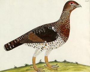 ALBIN Eleazar Weiss,Ornithological studies, the mountain cock from Mos,Ewbank Auctions 2019-06-20