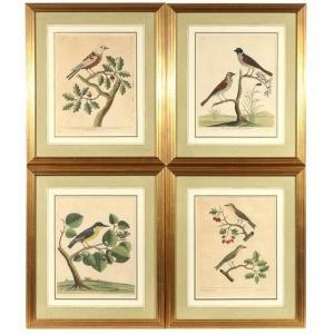 ALBIN Eleazar Weiss 1713-1759,The Cock & Hen Reed Sparrow - The green ,Butterscotch Auction Gallery 2020-11-22