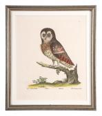 ALBIN Eleazar Weiss 1713-1759,The Great Brown Owl, Black Wing'd Horn Owl, The Li,Hindman 2022-01-27