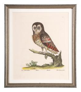 ALBIN Eleazar Weiss 1713-1759,The Great Brown Owl, Black Wing'd Horn Owl, The Li,Hindman 2022-01-27