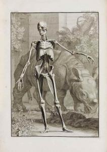 ALBINUS Bernhard Siegfried,Tabulae sceleti et musculorum corporis humani,1747,Christie's 2015-06-12