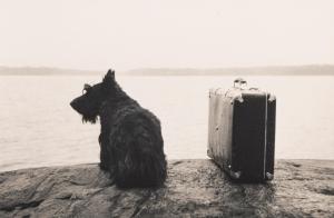 ALBRECHT Kristoffer 1961,Dog with suitcase,1982,Finarte IT 2023-05-09