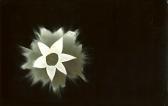 ALEMANY José Selles 1937,Untitled photogram (flower), ,Artcurial | Briest - Poulain - F. Tajan 2007-11-19