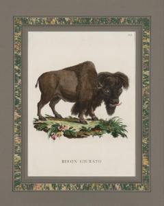 ALESSANDRI Innocente 1741-1803,Bison and Buffalo,1771,Santa Fe Art Auction US 2019-06-15