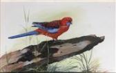 ALLEN Gordon 1953,Crimson Rosella,Theodore Bruce AU 2017-01-29