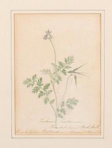 ALLEN Isabella Ann,Hemlock leaved stork's bill,1919,Bonhams GB 2010-08-18