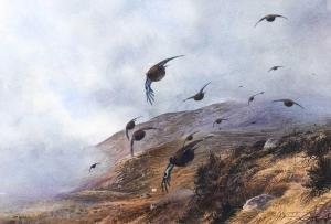 ALLIS Peter 1944,Grouse in flight over a misty moorland,Tennant's GB 2024-01-12