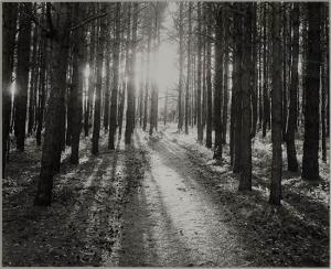 ALVENG Dag 1953,Pine Forest,2002,Weschler's US 2018-05-11