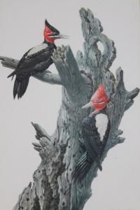 AMUCHASTEGUI Axel 1921-2002,Red headed black woodpeckers,Golding Young & Mawer GB 2017-07-05