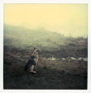 ANDREI TARKOVSKY 1932-1986,A group of 9 Polaroid photographs,Bonhams GB 2016-10-06