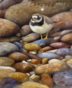 Andrew Haslen 1953,Ringed Plover,Keys GB 2023-04-12