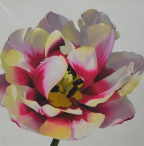 ANDREW Stephanie 1973,Pink & Yellow Tulip I,Ewbank Auctions GB 2016-02-25