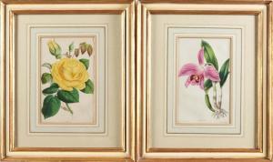 ANDREWS James 1801-1876,Set of six framed botanical engravings,Skinner US 2023-07-19