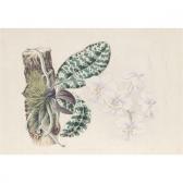 ANDREWS Joseph 1806-1873,Phalaenopsis Schilleriana,Ro Gallery US 2012-01-26