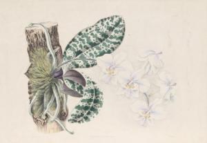 ANDREWS Joseph 1806-1873,Phalaenopsis Schilleriana,Ro Gallery US 2018-08-23
