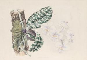 ANDREWS Joseph 1806-1873,Phalaenopsis Schilleriana,1840,Ro Gallery US 2023-09-08